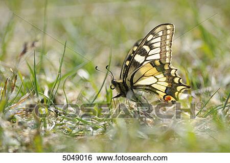 Old World Swallowtail (Papilio machaon) in grass, Bavaria, Germany View Large Photo Image Stock Photograph - Old World Swallowtail (Papilio machaon) in grass, Bavaria, Germany . Fotosearch