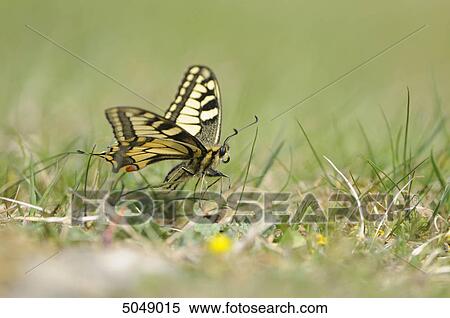 Old World Swallowtail (Papilio machaon) in grass, Bavaria, Germany View Large Photo Image Stock Photography - Old World Swallowtail (Papilio machaon) in grass, Bavaria, Germany . Fotosearch