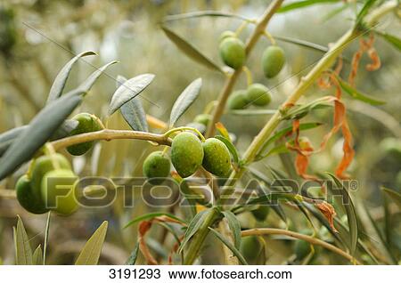 Stock Image - Olive branch, Catalonia, Spain, close-up . Fotosearch