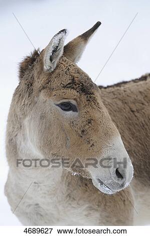 Onager in winter looking around View Large Photo Image Stock Photo - Onager in winter looking around . Fotosearch