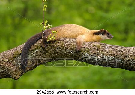 One Charsas (Martes flavigula) on a branch View Large Photo Image Stock Photography - One Charsas (Martes flavigula) on a branch . Fotosearch
