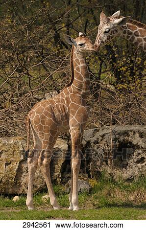 One giraffa (Giraffa camelopardalis) and her young View Large Photo Image Stock Image - One giraffa (Giraffa camelopardalis) and her young . Fotosearch