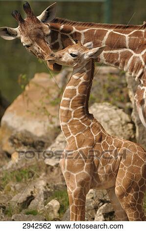 One giraffa (Giraffa camelopardalis) and her young View Large Photo Image Stock Image - One giraffa (Giraffa camelopardalis) and her young . Fotosearch
