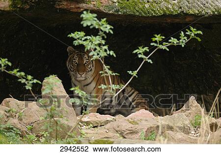 Stock Image - One siberian tiger (Panthera tigris altaica) in a cave . Fotosearch