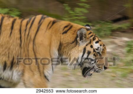 One siberian tiger (Panthera tigris altaica), side view View Large Photo Image Stock Image - One siberian tiger (Panthera tigris altaica), side view . Fotosearch