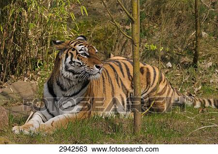 Stock Image - One siberian tiger (Panthera tigris altaica) lying on a meadow . Fotosearch