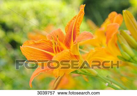 Stock Photo - Orange Lily, close-up . Fotosearch