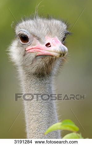 Ostrich (Struthio camelus), Catalonia, Spain, front view View Large Photo Image Picture - Ostrich (Struthio camelus), Catalonia, Spain, front view . Fotosearch