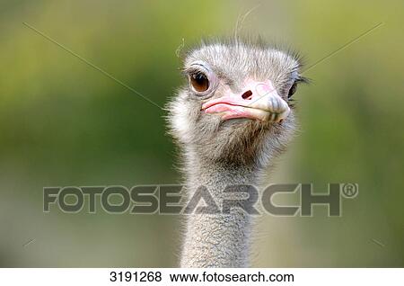 Stock Photo - Ostrich (Struthio camelus), Catalonia, Spain, front view . Fotosearch