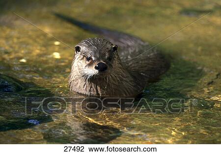 Stock Image - Otter (Lutra lutra) in water . Fotosearch