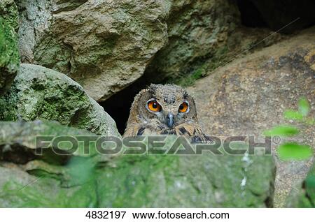 Owl at rock View Large Photo Image Stock Photo - Owl at rock . Fotosearch