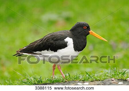 Stock Photography - Oystercatcher (Haematopus Ostralegus) in meadow, side view . Fotosearch