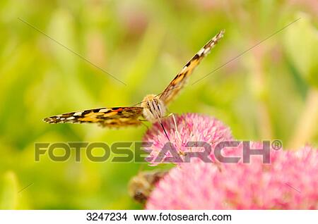 Painted lady butterfly (Vanessa cardui) sitting on a blossom, close-up View Large Photo Image Picture - Painted lady butterfly (Vanessa cardui) sitting on a blossom, close-up . Fotosearch