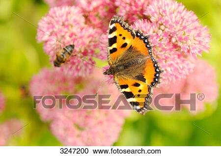 Painted lady butterfly (Vanessa cardui) on a blossom, close-up, bird's eye view, View Large Photo Image Stock Image - Painted lady butterfly (Vanessa cardui) on a blossom, close-up, bird's eye view, . Fotosearch