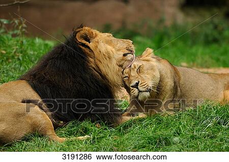 Pair of lions (Panthera leo) on meadow, side view View Large Photo Image Stock Photograph - Pair of lions (Panthera leo) on meadow, side view . Fotosearch