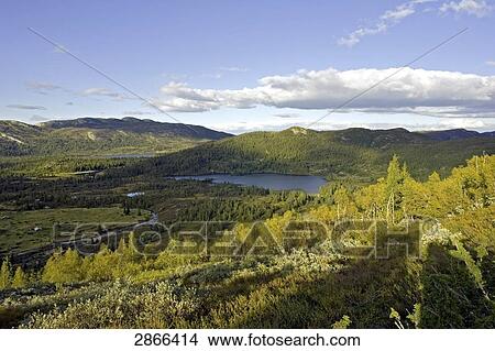 Picture - Panoramic view of landscape, Lifjell, Primers Valley, Telemark, Norway . Fotosearch