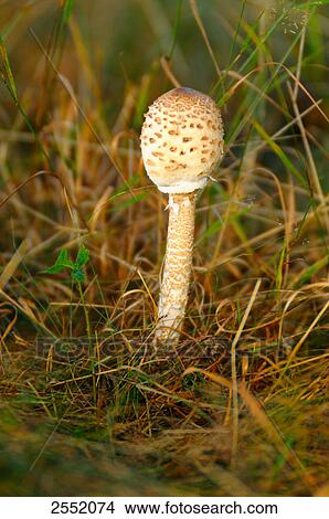 Picture - Parasol mushroom (Macrolepiota procera) growing in field, Bavaria, Germany . Fotosearch
