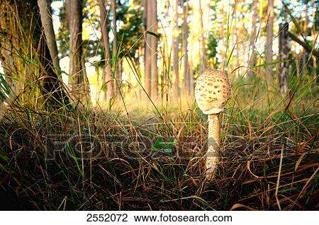 Parasol mushroom (Macrolepiota procera) growing in field, Bavaria, Germany View Large Photo Image Stock Image - Parasol mushroom (Macrolepiota procera) growing in field, Bavaria, Germany . Fotosearch