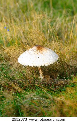 Parasol mushroom (Macrolepiota procera) growing in field, Bavaria, Germany View Large Photo Image Stock Image - Parasol mushroom (Macrolepiota procera) growing in field, Bavaria, Germany . Fotosearch