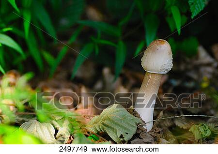 Stock Photo - Parasol mushroom (Macrolepiota procera) growing in field . Fotosearch
