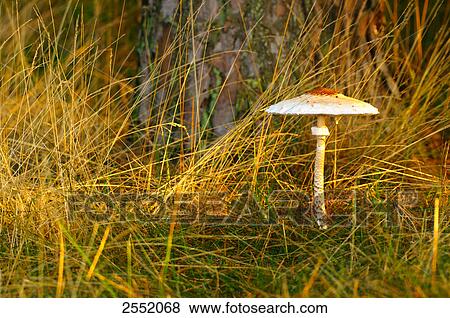 Parasol mushroom (Macrolepiota procera) growing in field, Bavaria, Germany View Large Photo Image Stock Photo - Parasol mushroom (Macrolepiota procera) growing in field, Bavaria, Germany . Fotosearch