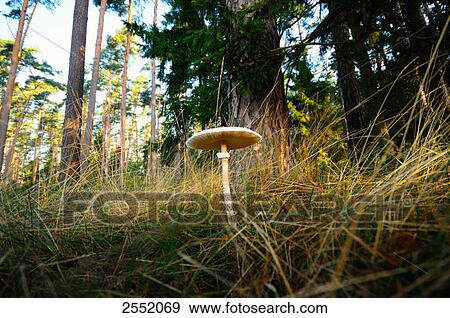 Stock Photo - Parasol mushroom (Macrolepiota procera) growing in field, Bavaria, Germany . Fotosearch