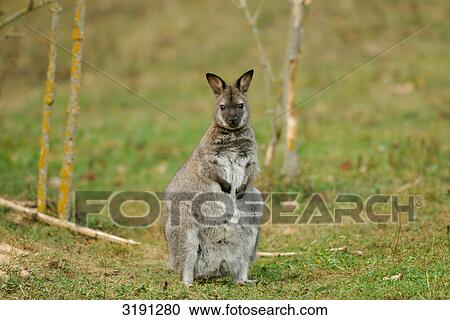 Stock Image - Parma Wallaby (Macropus parma) on meadow, Germany, front view . Fotosearch