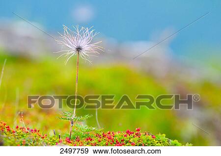 Pasque flower blooming in field, Styria, Austria View Large Photo Image Stock Photo - Pasque flower blooming in field, Styria, Austria . Fotosearch