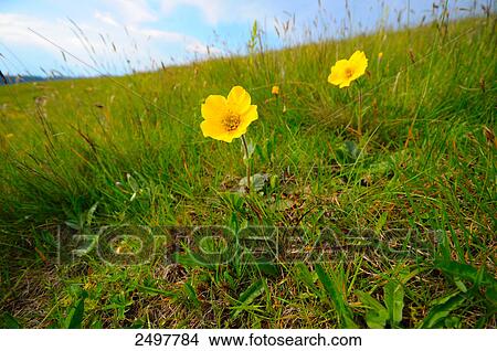 Pasque flowers blooming in field, Styria, Austria View Large Photo Image Picture - Pasque flowers blooming in field, Styria, Austria . Fotosearch