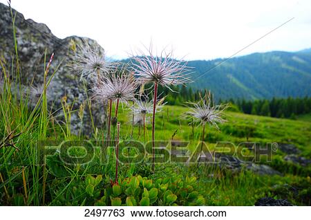Pasque flowers blooming in field, Styria, Austria View Large Photo Image Stock Image - Pasque flowers blooming in field, Styria, Austria . Fotosearch