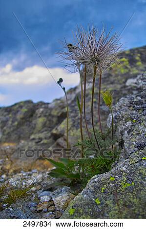 Picture - Pasque flowers blooming on rock, Styria, Austria . Fotosearch