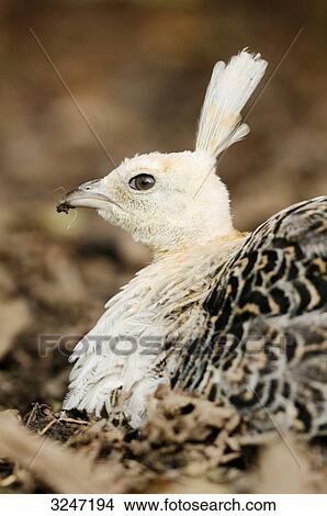Picture - Peachick (Pavo cristatus) sitting, close-up, side view . Fotosearch