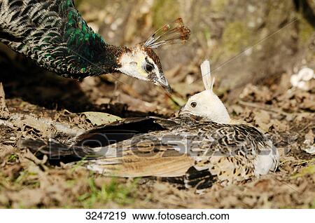 Peachick (Pavo cristatus) sitting beside its mother  View Large Photo Image Stock Photo - Peachick (Pavo cristatus) sitting beside its mother . Fotosearch