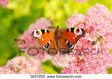 Peacock butterfly (Inachis io), bird's eye view, close-up View Large Photo Image Stock Image - Peacock butterfly (Inachis io), bird's eye view, close-up . Fotosearch
