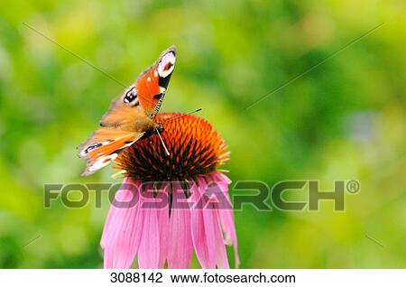 Peacock butterfly (Inachis io) sitting on a flower, Bavaria, Germany, close-up View Large Photo Image Stock Image - Peacock butterfly (Inachis io) sitting on a flower, Bavaria, Germany, close-up . Fotosearch