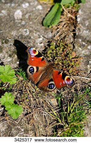 Stock Photo - Peacock butterfly (Inachis io), view upon, close-up . Fotosearch