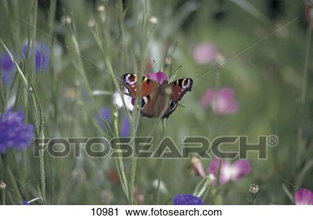 Stock Image - Peacock butterfly pollinating on flower . Fotosearch
