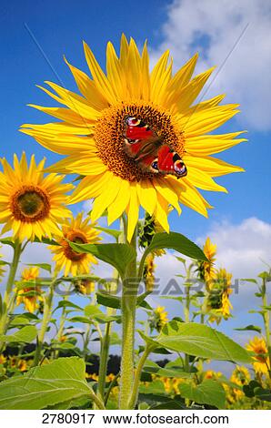 Peacock butterfly pollinating Sunflower (Helianthus Annus) View Large Photo Image Stock Photo - Peacock butterfly pollinating Sunflower (Helianthus Annus) . Fotosearch