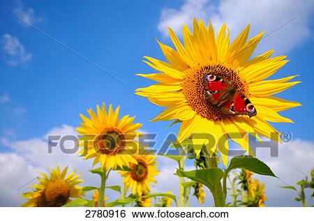 Stock Photograph - Peacock butterfly pollinating Sunflower (Helianthus Annus) . Fotosearch
