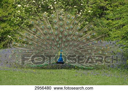 Stock Image - Peacock (Pavo) displaying tail feathers, Bavaria, Germany, front view . Fotosearch