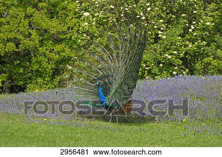 Peacock (Pavo) displaying tail feathers, Bavaria, Germany, side view View Large Photo Image Stock Image - Peacock (Pavo) displaying tail feathers, Bavaria, Germany, side view . Fotosearch