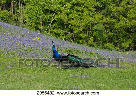 Peacock (Pavo) on meadow, Bavaria, Germany, front view View Large Photo Image Stock Image - Peacock (Pavo) on meadow, Bavaria, Germany, front view . Fotosearch