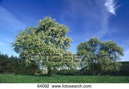 Pear trees in field View Large Photo Image Stock Image - Pear trees in field . Fotosearch