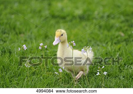 Picture - Pekin duckling in grass . Fotosearch
