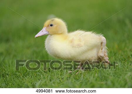 Pekin duckling in grass View Large Photo Image Stock Image - Pekin duckling in grass . Fotosearch