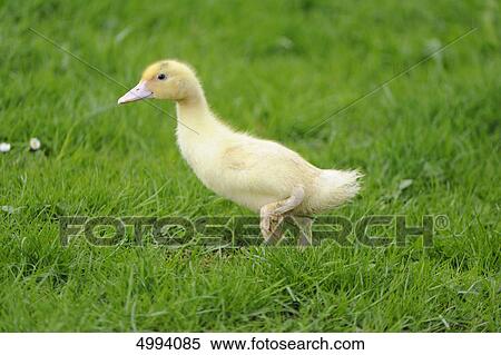 Pekin duckling in grass View Large Photo Image Stock Photography - Pekin duckling in grass . Fotosearch