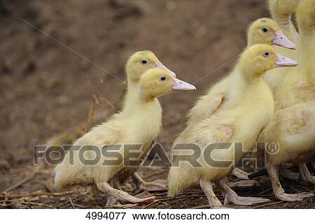Pekin duckling View Large Photo Image Stock Photo - Pekin duckling . Fotosearch