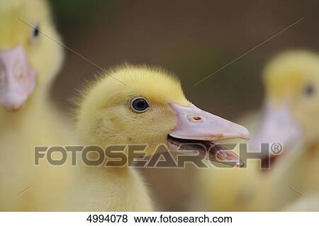Pekin duckling View Large Photo Image Stock Photo - Pekin duckling . Fotosearch