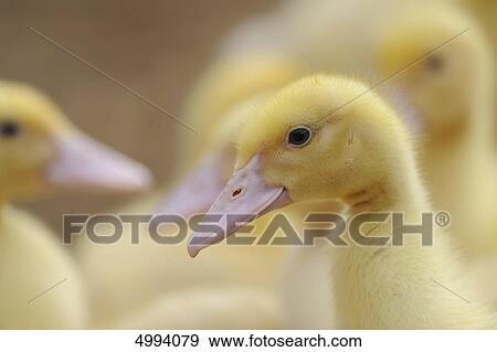 Pekin duckling View Large Photo Image Stock Photo - Pekin duckling . Fotosearch