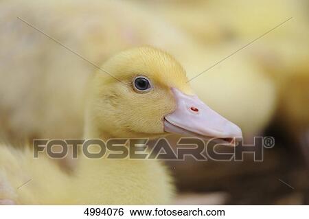 Stock Photograph - Pekin duckling . Fotosearch